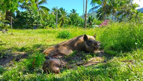 Benvenuti a Rarotonga, l'isola senza semafori e dove i sogni diventano realtà