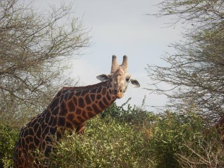 L’Africa che ti riempe il cuore e l’anima Il mio #BackToKenya a Taita!