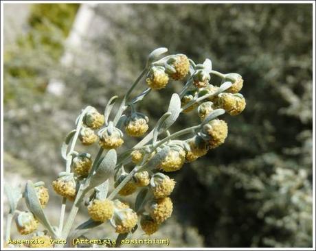 Artemisia - L'erba controversa