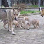 Nuove foto dei cuccioli “E” Ezechielelupo