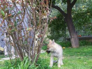 Nuove foto dei cuccioli “E” Ezechielelupo