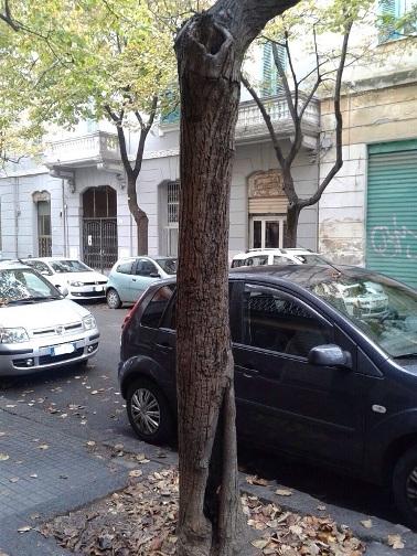 SASSARI – Potature ai giardini di via Manno