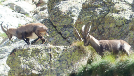 Legambiente: Parco dello Stelvio