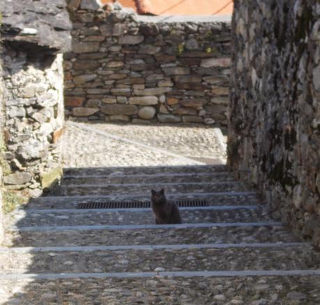 Il paese dei gatti