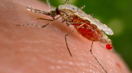 Come prevenire la malaria durante un viaggio – Guida pratica e informazioni utili