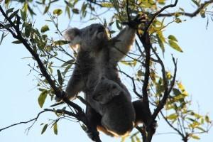 Reportage Australia: il Queensland, una terra sorprendente