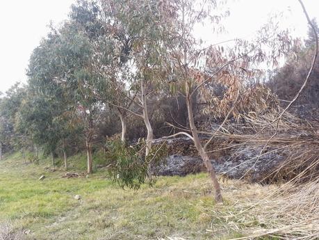 Tempesta di vento e fuoco