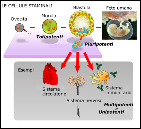 Giornata della Scienza: a Firenze si parla di staminali