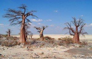Reportage: Botswana, un paradiso naturale nel cuore del mondo