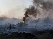 respiro sollievo terra fuochi: saranno piantati oltre 1000 alberi