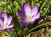 primavera crocus