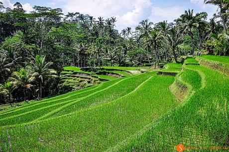 Campi di riso attorno al tempio Pura Gunung Kawi