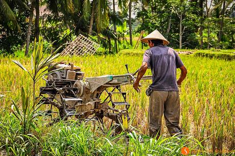 Lavorando nelle risaie dintorni di Ubud Bali