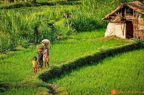 Lavorando nelle risaie di Tirtagangga a Bali