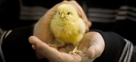 Maltrattamento Animali negli Allevamenti intensivi: il sessatore di pulcini