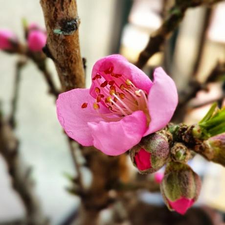 E anche il pesco sull'orterrazzo de lapiccolacasa ha iniziato a fiorire. ... la primavera sta arrivando!!!