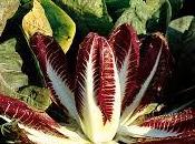 Radicchio