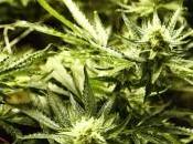 Della Vedova, altri sessanta parlamentari mobilitano legalizzare Cannabis