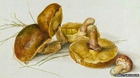 Beatrix Potter's early gardening with pencil and paintbrush.