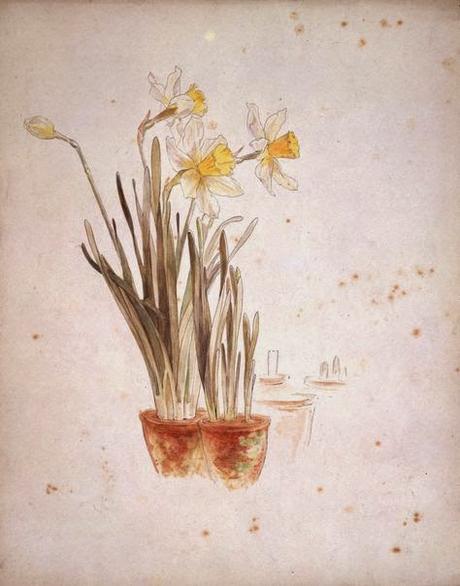 Beatrix Potter's early gardening with pencil and paintbrush.