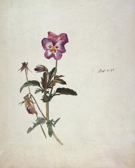 Beatrix Potter's early gardening with pencil and paintbrush.