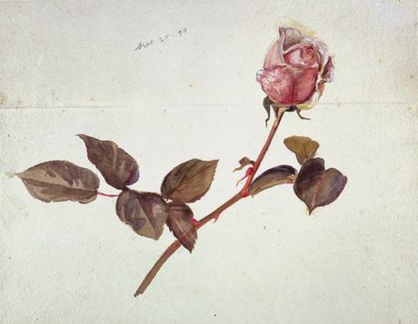 Beatrix Potter's early gardening with pencil and paintbrush.