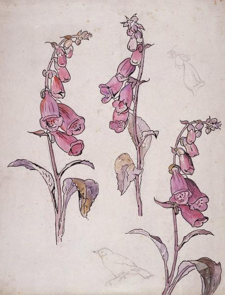 Beatrix Potter's early gardening with pencil and paintbrush.