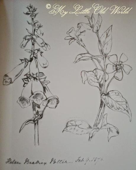 Beatrix Potter's early gardening with pencil and paintbrush.