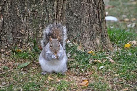 Autunno a New York