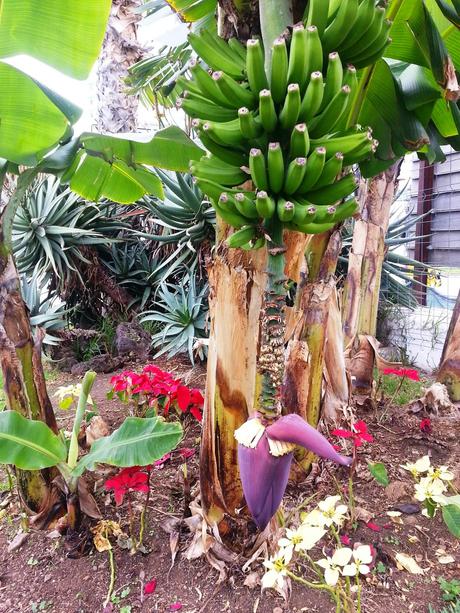 Tenerife: l'isola Canaria più elevata