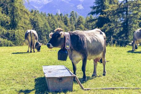 LA DESMONTEGADA IN VAL DI FIEMME [ PICCOLE GUIDE IN FOTOGRAFIE ®]