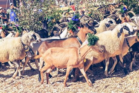 LA DESMONTEGADA IN VAL DI FIEMME [ PICCOLE GUIDE IN FOTOGRAFIE ®]