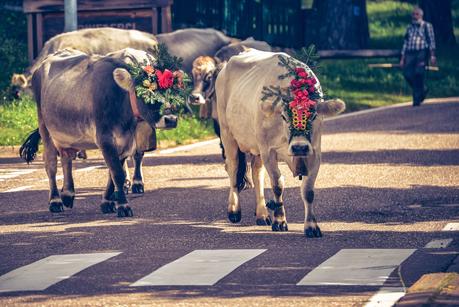 LA DESMONTEGADA IN VAL DI FIEMME [ PICCOLE GUIDE IN FOTOGRAFIE ®]