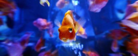 AcquarioApp