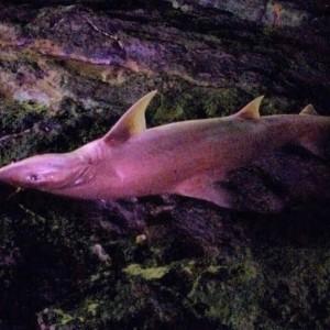 Dove mangiare e cosa fare a Corralejo, Fuerteventura