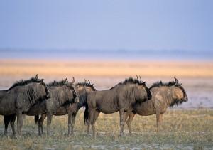 Reportage Namibia: una pietra preziosa in mezzo all'Africa