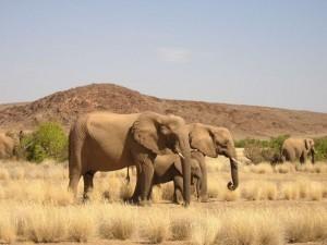 Reportage Namibia: una pietra preziosa in mezzo all'Africa