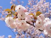 CountdownToSakura