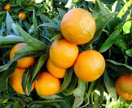 Le ultime clementine della stagione