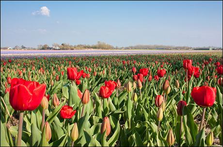 Dove andare questa primavera