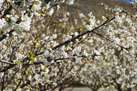 Dove andare questa primavera