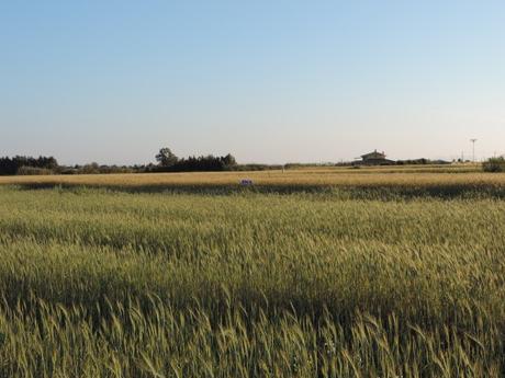 Cariello sull’IMU Agricola