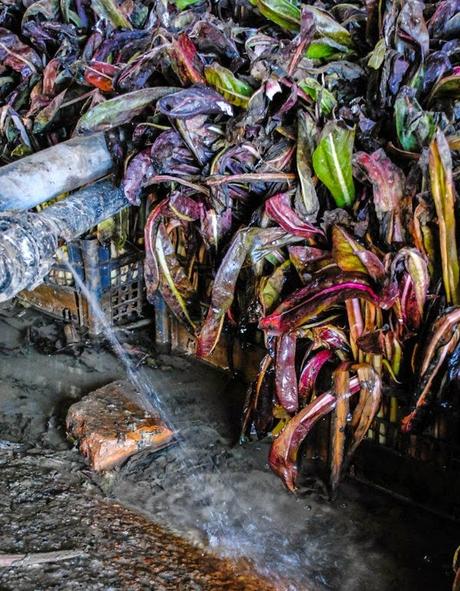 il Radicchio di Treviso, una eccellenza del mio territorio