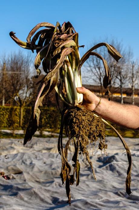 il Radicchio di Treviso, una eccellenza del mio territorio