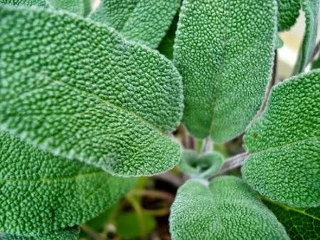 Sciroppo di Salvia come corroborante