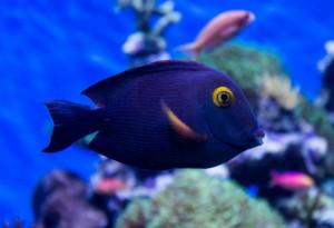 Spotted Surgeonfish