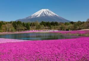 Fuji Shibazakura Festival in Japan