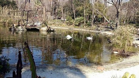 Laghetto dei cigni, Zoo di Napoli