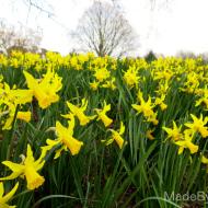 narciso daffodils