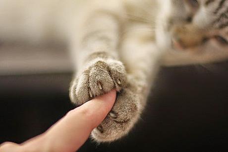 Benefici dell'Aloe per nostri Amici Animali